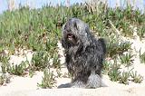 PETIT CHIEN LION 021